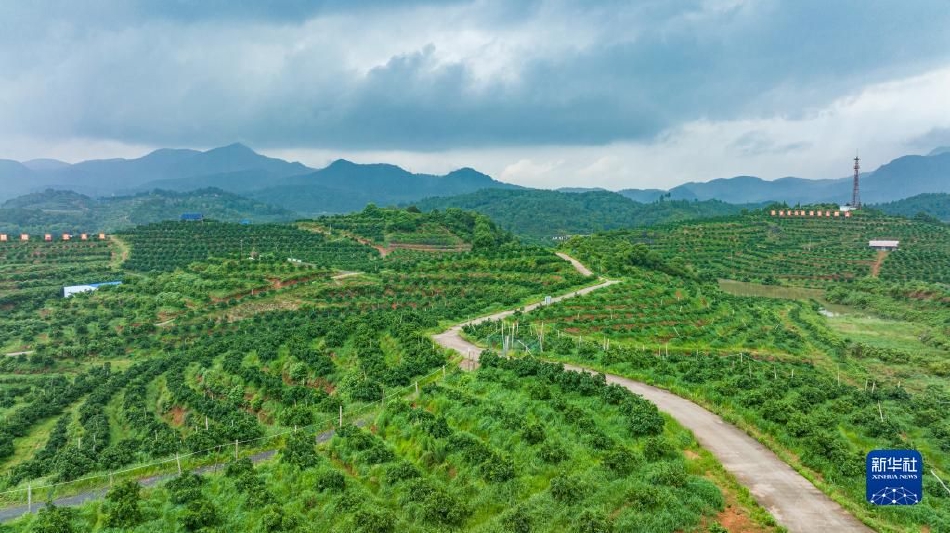 绿色矿山植被恢复：从矿坑到绿洲的生态修复全攻略，告别矿山伤痕